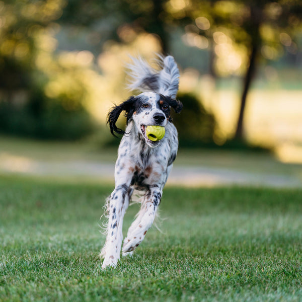 An English Setter runs in a yard with a bright green Benebone rubber ball in its mouth.