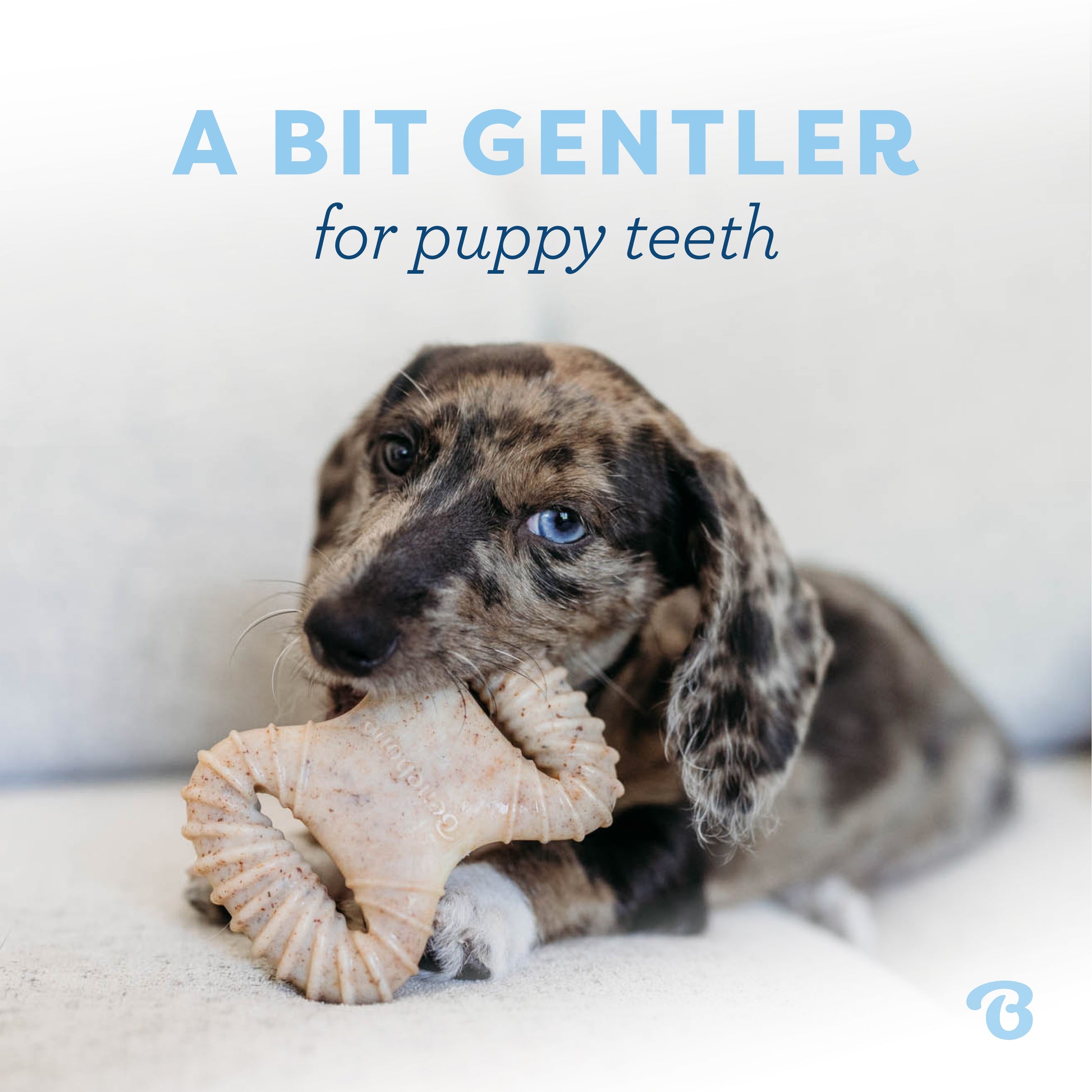 A bit gentler for puppy teeth. Catahoula Leopard puppy chewing on Benebone dental chew.