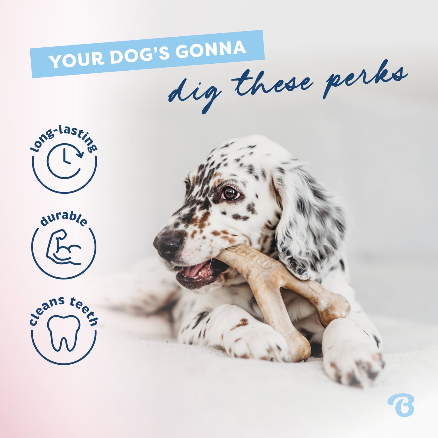 Your dog's gonna dig these perks. Long-lasting, durable, and cleans teeth. English Setter puppy chewing on Benebone wishbone.