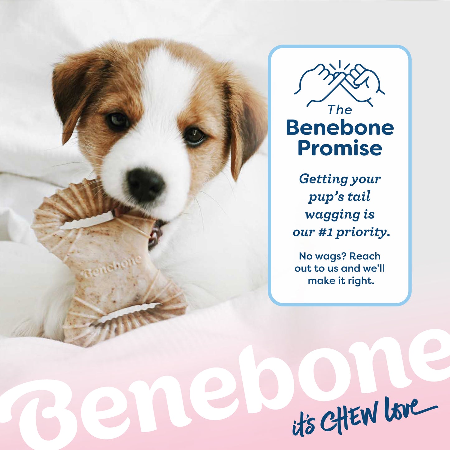 Benebone it's chew love. The Benebone promise. Getting your pup's tail wagging is our #1 priority. No wags? Reach out to us and we'll make it right. Benebone it's chew love. Jack Russell Terrier puppy chewing on Benebone dental chew.