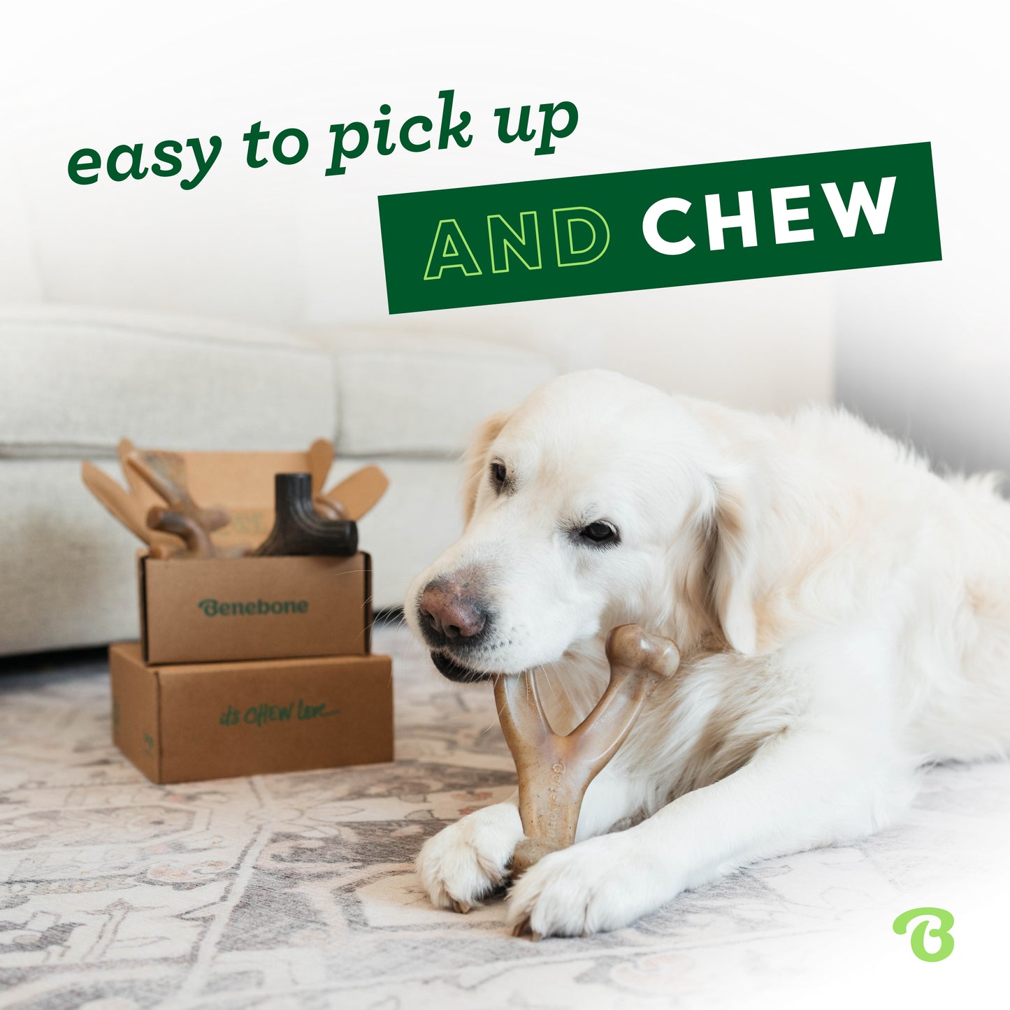 Easy to pick up and chew: A Golden Retriever chewing a Wishbone next to a multipack box of Benebones.