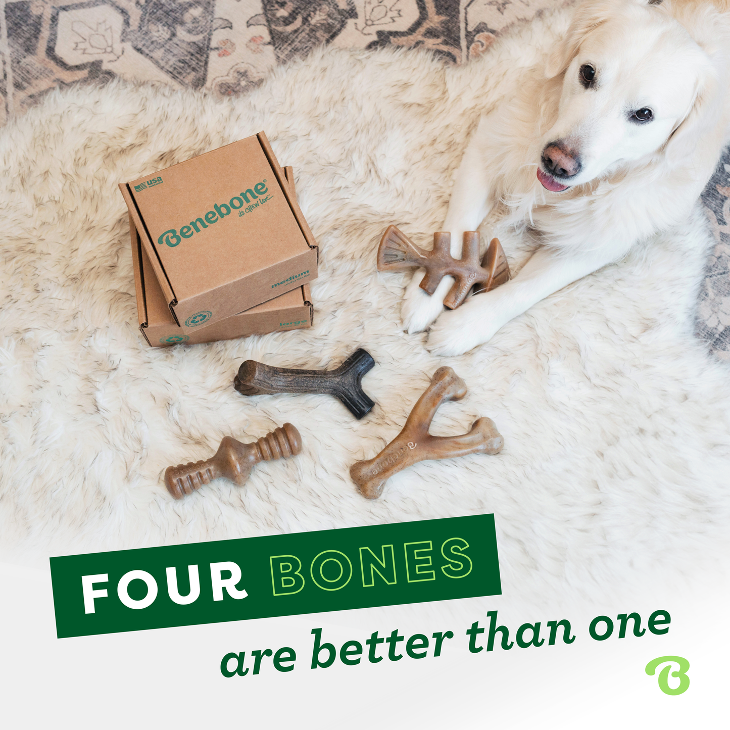 Four Bones are Better Than One: Golden Retriever laying down on fluffy bed, looking up at the camera, surrounded by Benebones.