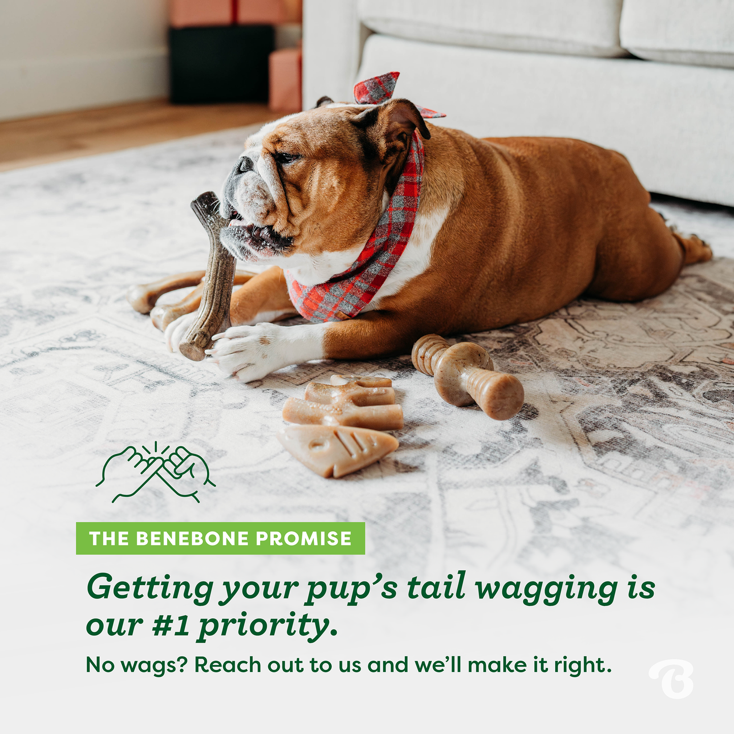 Dog chewing Benebone. Text reads: The Benebone promise. Getting your pup’s tail wagging is our #1 priority. No wag’s? Teach out to us and we’ll make it right.