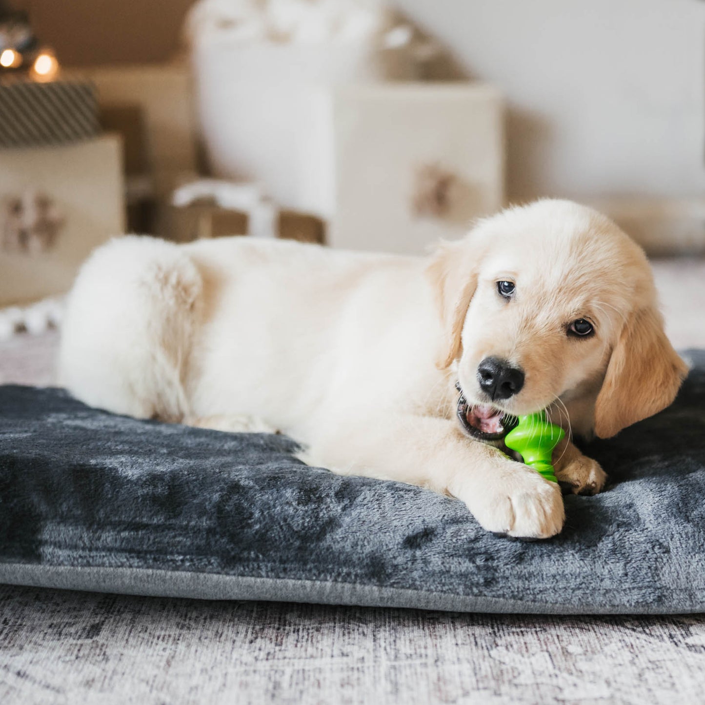 Dog chewing on rubber Benebone