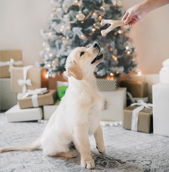 Benebone getting handed to dog.