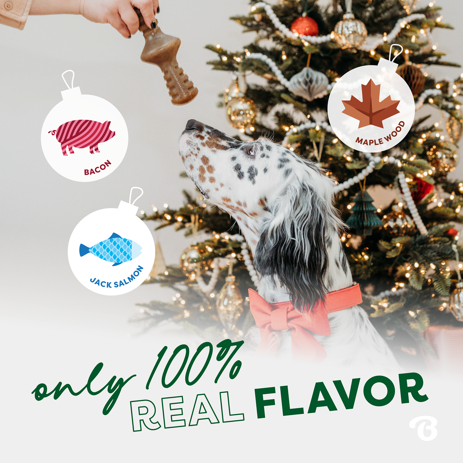 Benebone being given to dog with Christmas tree in background. Text reads: Bacon, Jack Salmon, Maplewood. Only 100% real flavor.