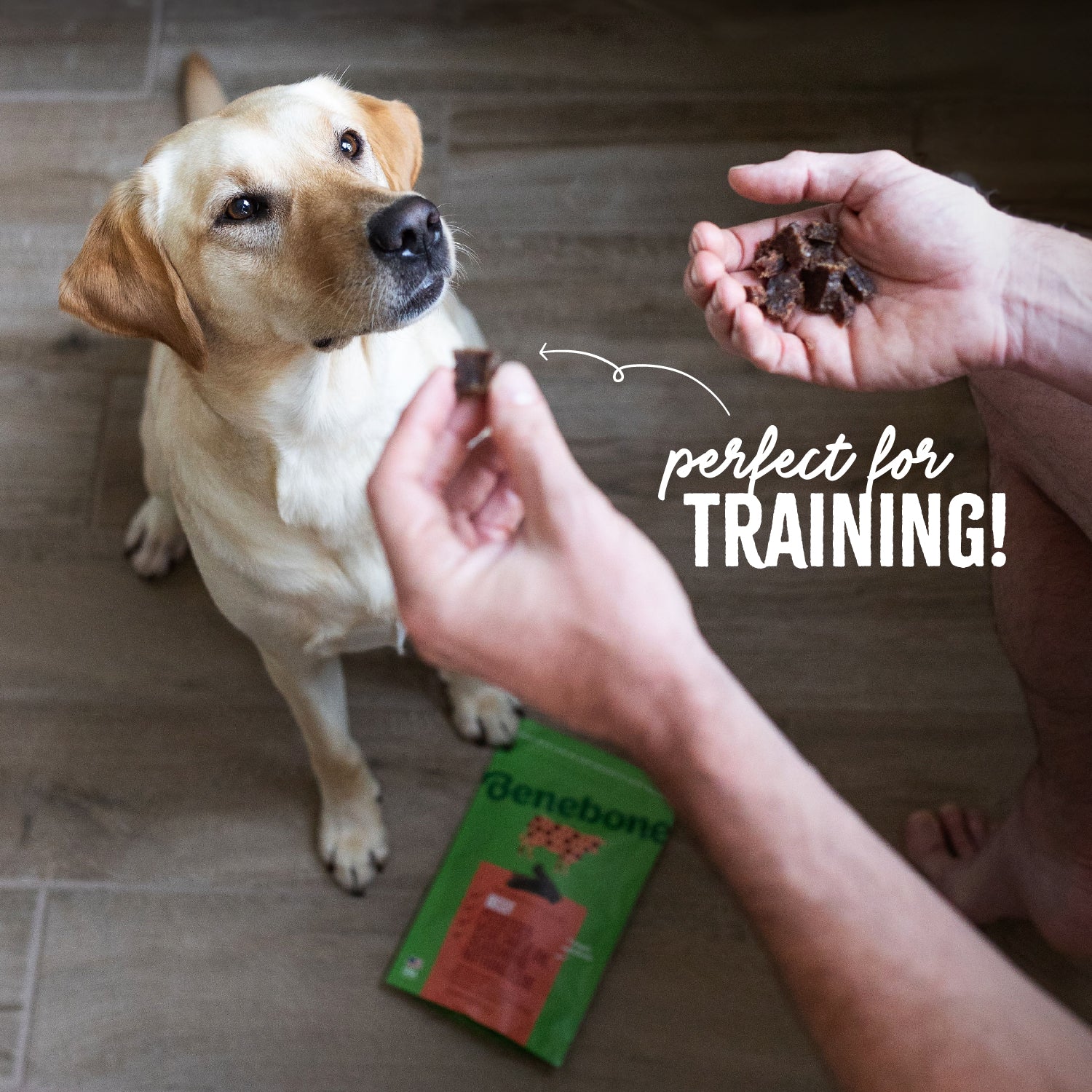 Perfect for Training: A Labrador Retriever (a large-breed short-haired dog with a yellow coat) sits and looks up at its owners hand who is holding a handful of Benebone Beef Dog Treats broken into small pieces.