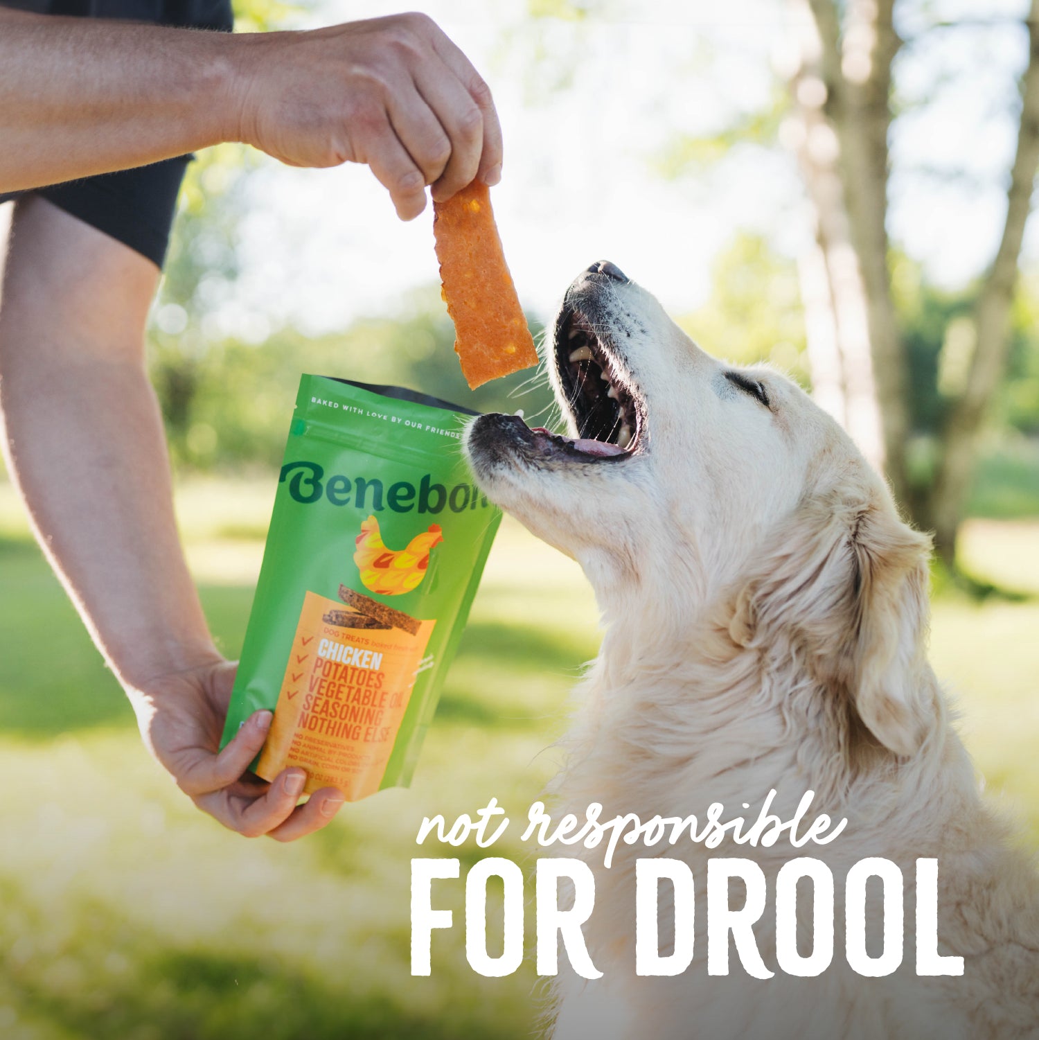 Not Responsible for Drool: A Golden Retriever (a large-breed long-haired dog with a yellow coat) licks a Benebone Chicken Dog Treat that its owner is holding fresh out of the bag.