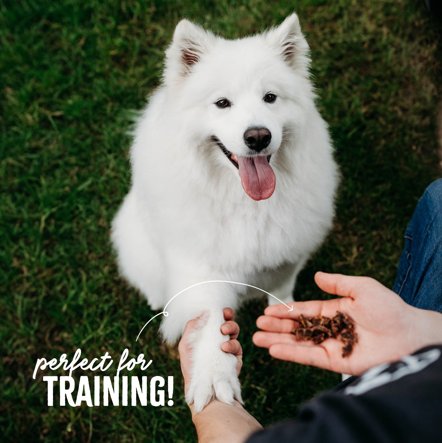 Perfect for Training: A Samoyed (a medium-sized fluffy white dog) shakes its owners hand who is holding a handful of Benebone Salmon Dog Treats broken into small pieces.