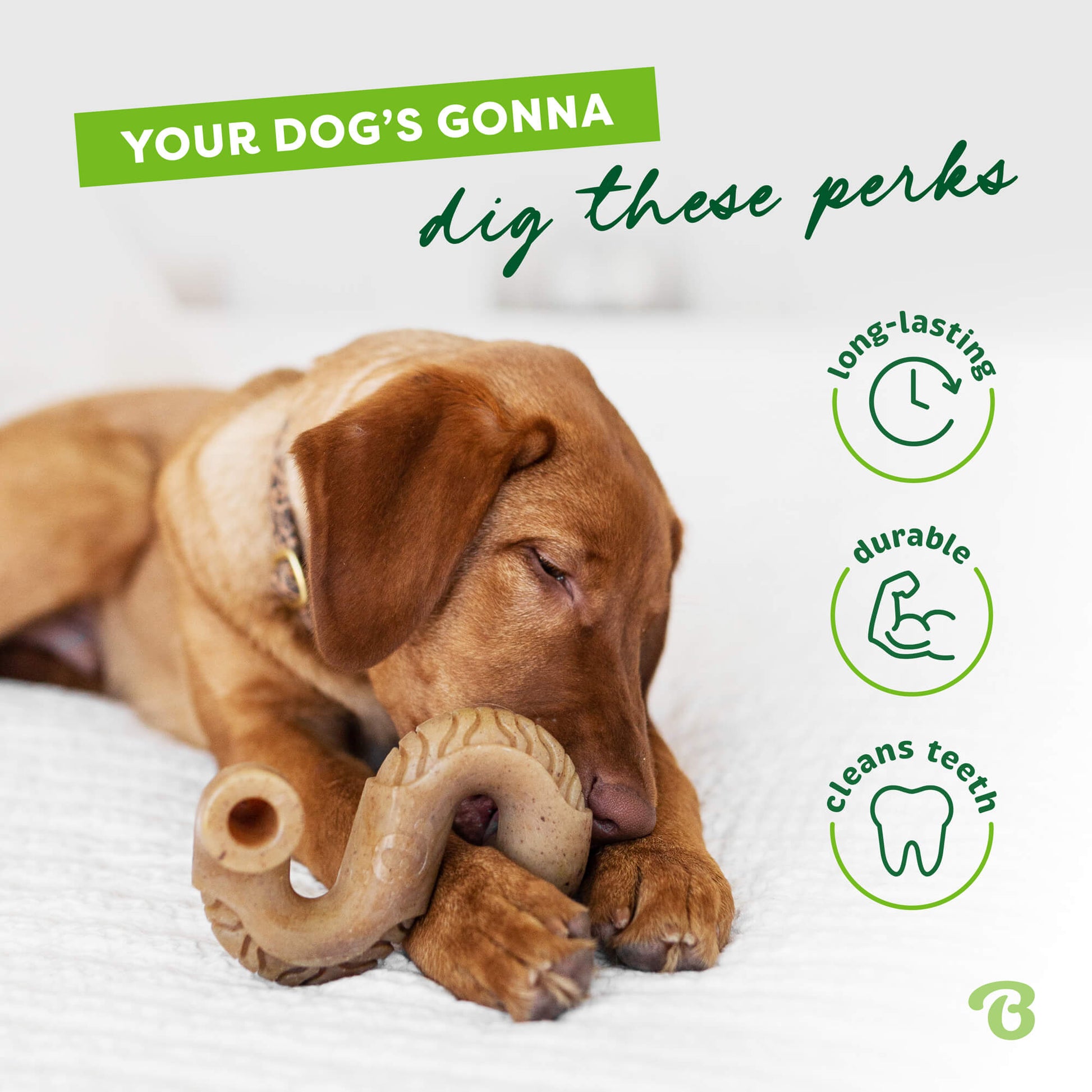 Image of dog chewing tripe bone. Text reads: Your dog’s gonna dig these perks. Long lasting, durable, cleans teeth.