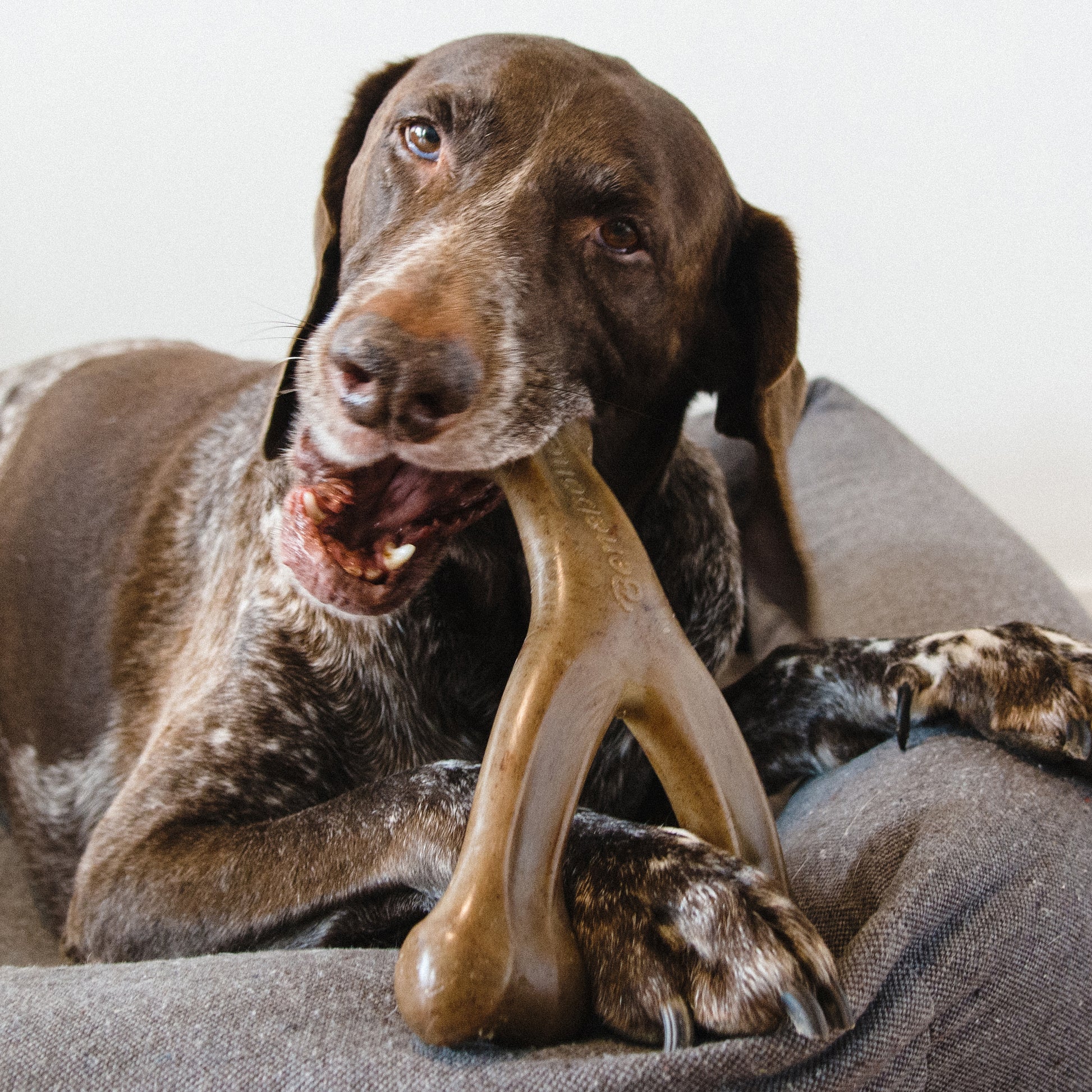 Close up photo of a German Shorthaired Pointer chewing a Benebone Wishbone.