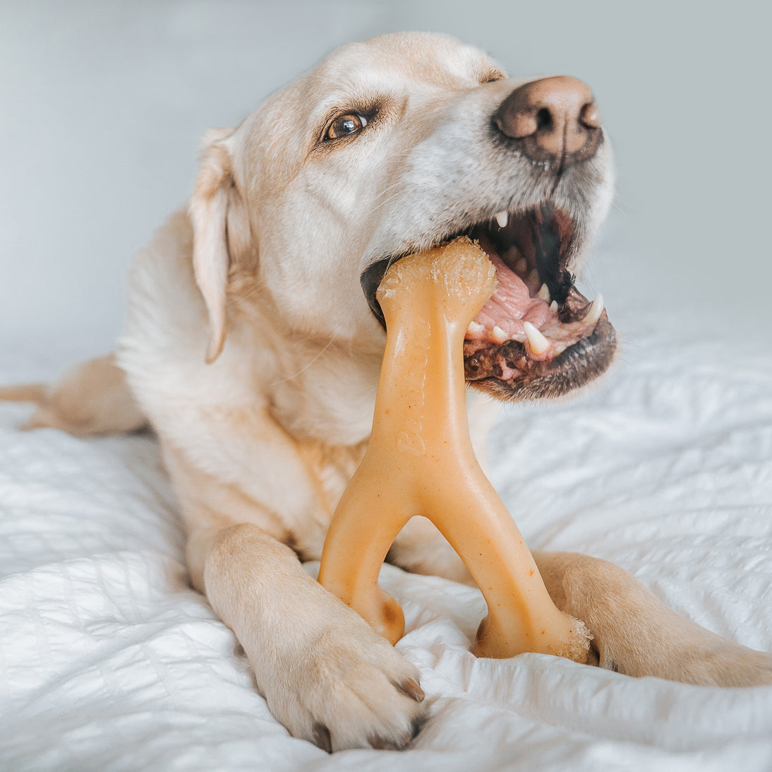 Close up photo of a Labrador Retriever chewing a Benebone Wishbone.