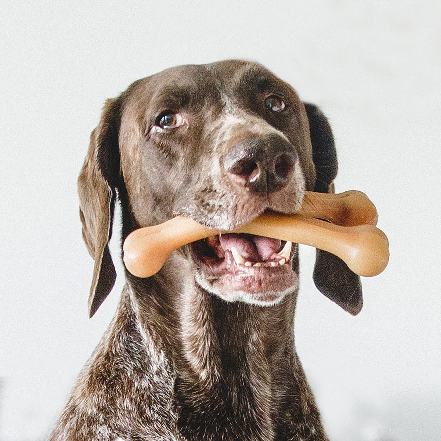 Close up photo of a German Shorthaired Pointer holding a Benebone Wishbone in its mouth.