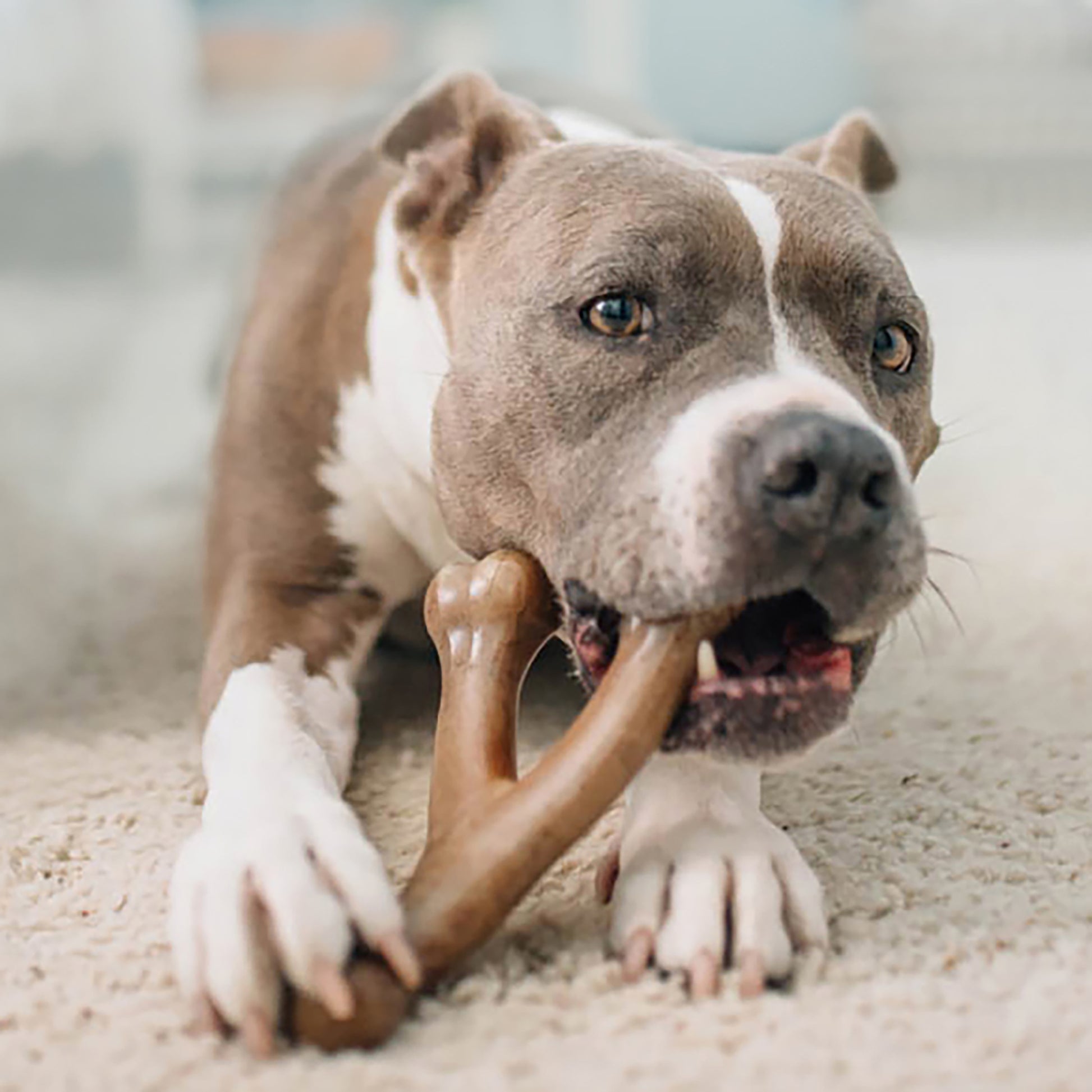 Close up photo of a Pit Bull chewing a Benebone Wishbone.