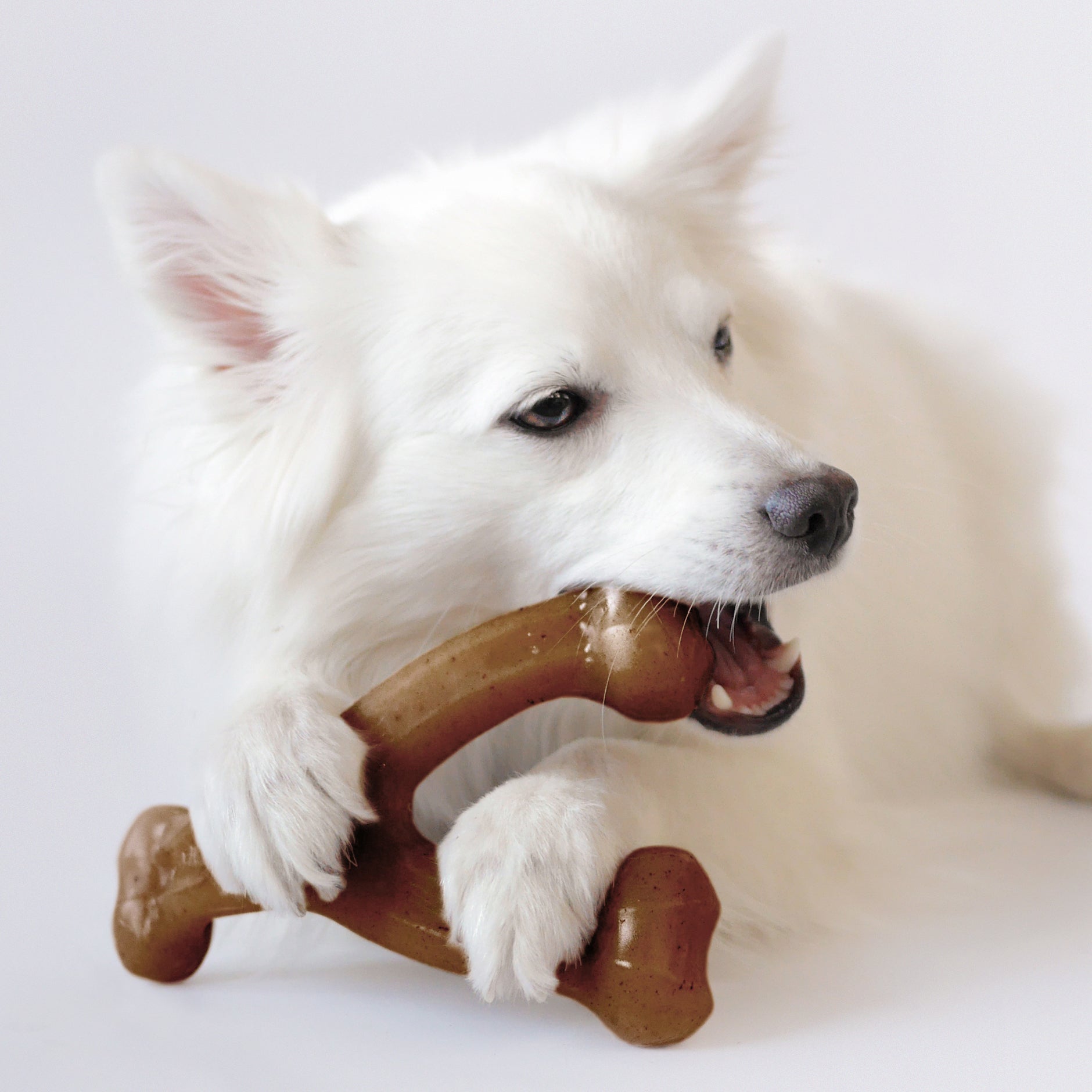 Close up photo of a white fluffy dog with pricked ears chewing a Benebone Wishbone.