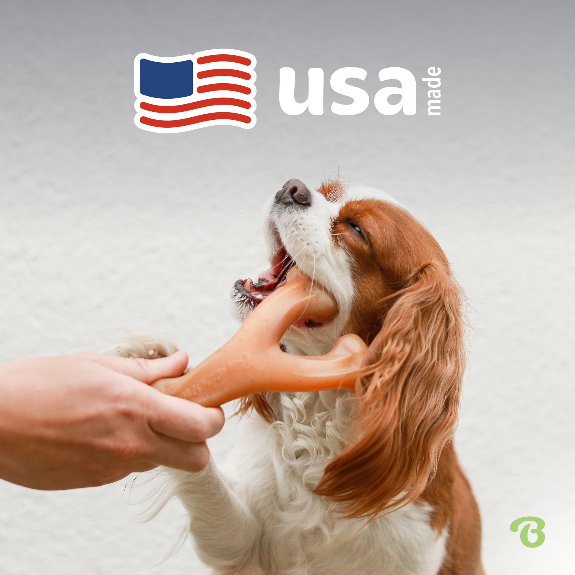 USA made. King Charles Spaniel chewing on a Benebone wishbone.