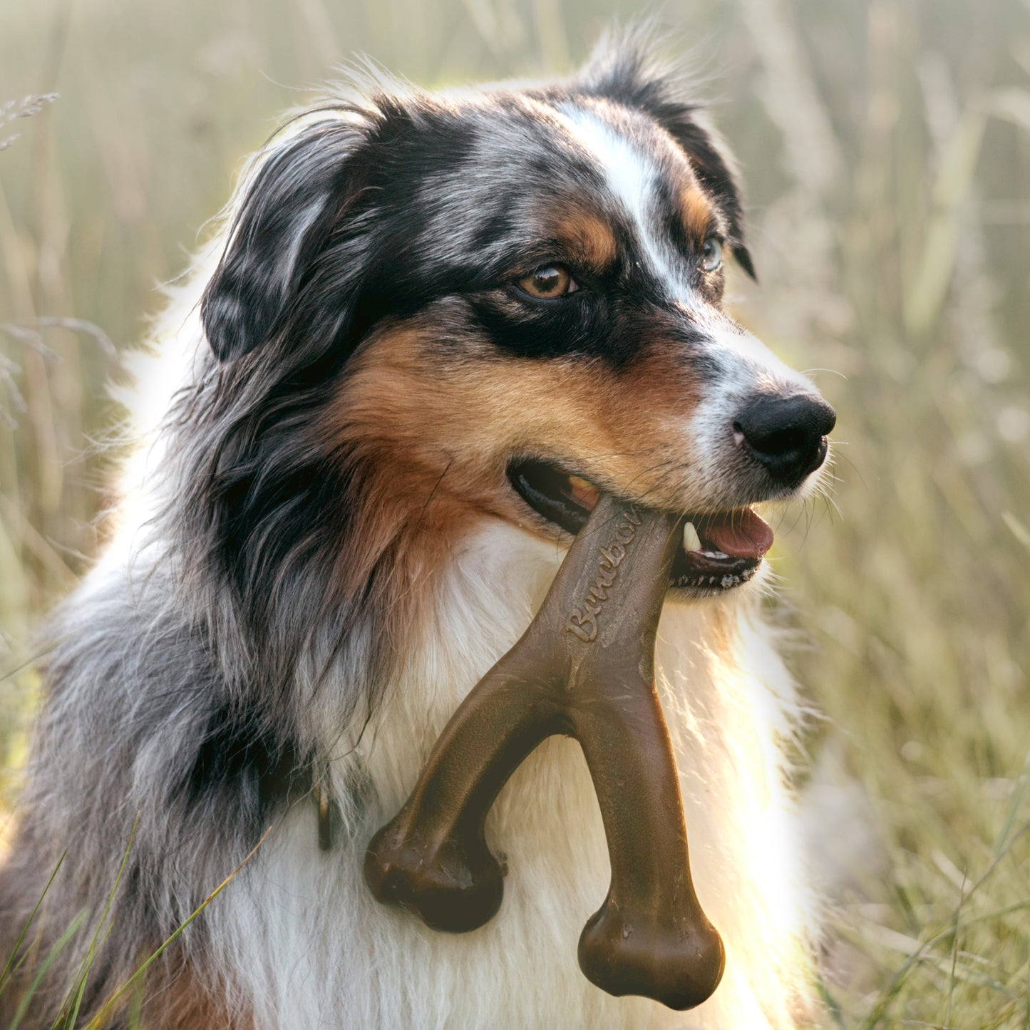 Close up photo of an Australian Shepherd holding a Benebone Wishbone in its mouth.