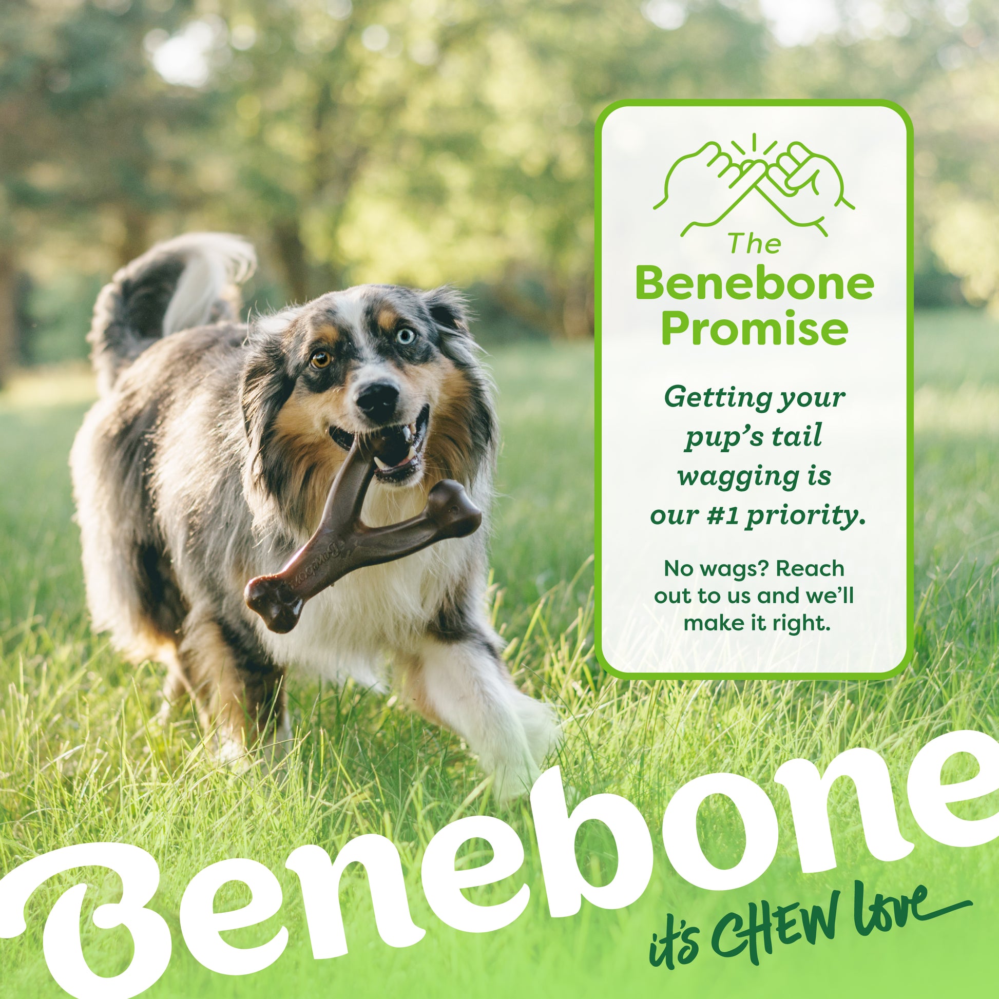 The Benebone promise. Getting your pup's tail wagging is our #1 priority. No wags? Reach out to us and we'll make it right. Australian Shepherd running through grass with a Benebone wishbone in its mouth. Benebone it's chew love.