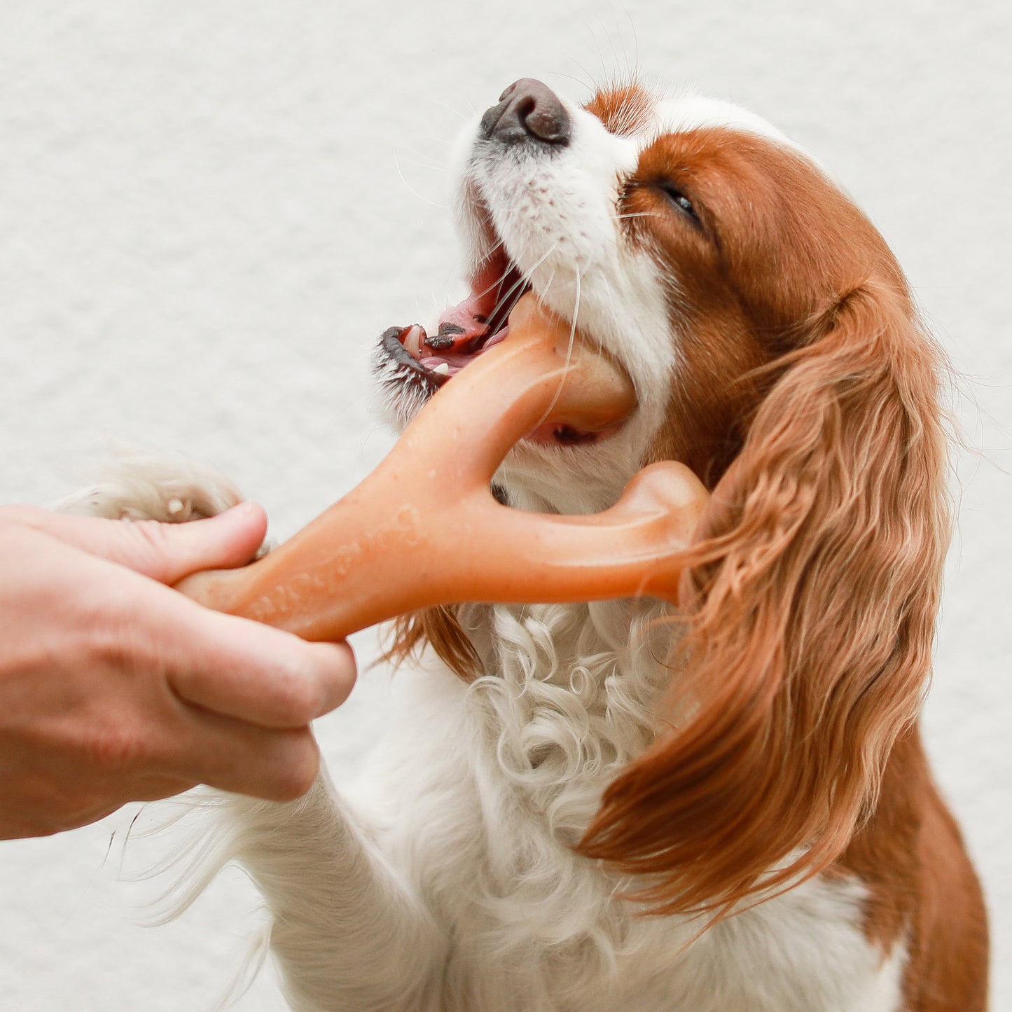 Close up photo of a Cavalier King Charles Spaniel chewing a Benebone Wishbone.