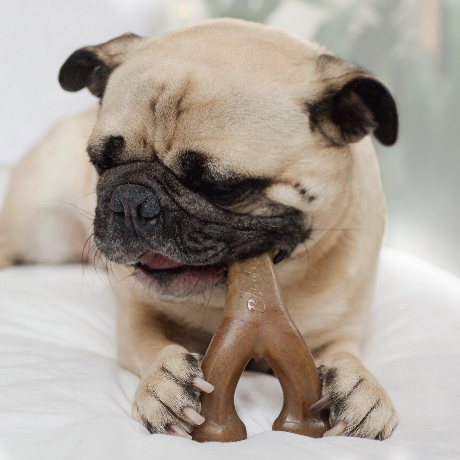 Close up photo of a Pug chewing a Benebone Wishbone.