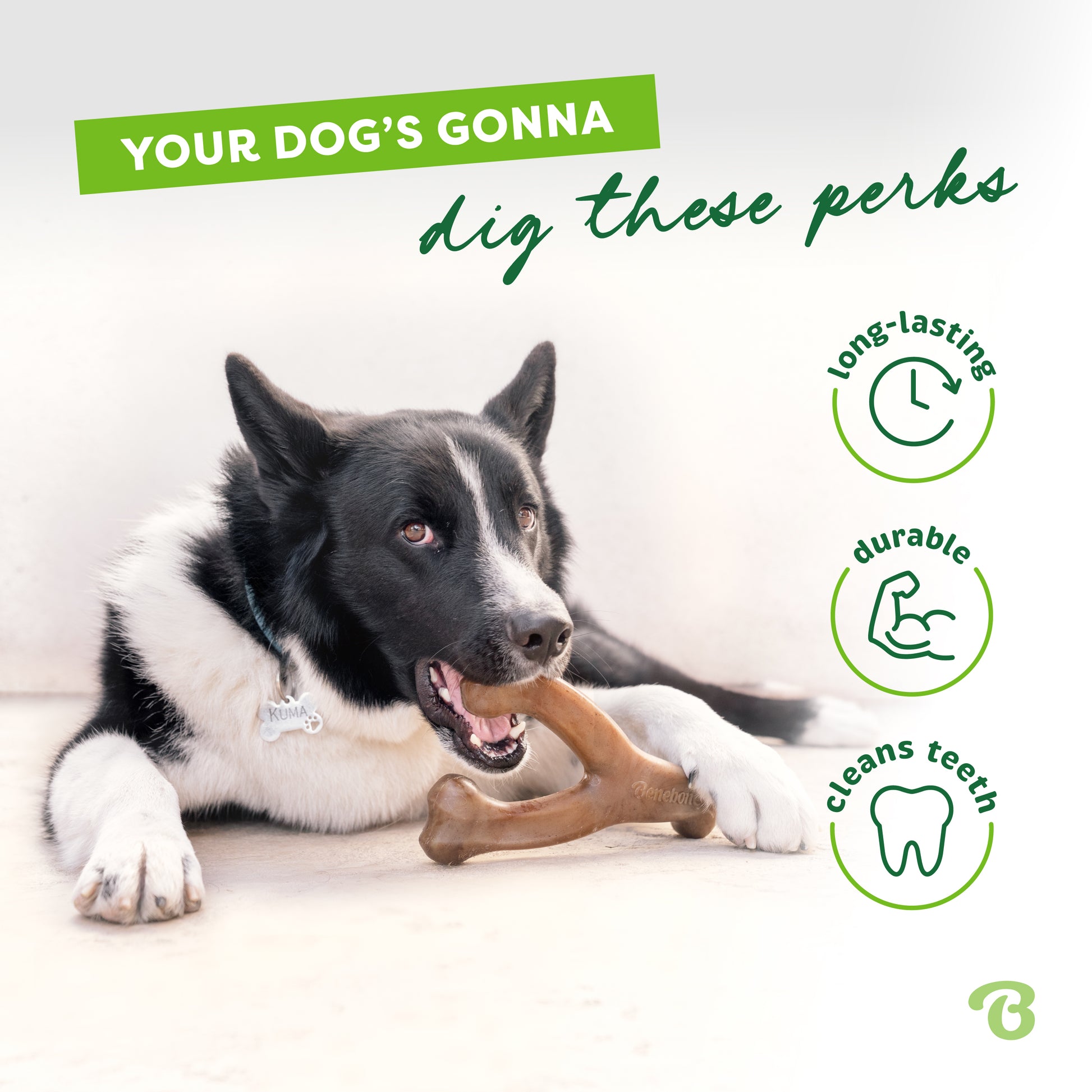 Your dog's gonna dig these perks. Long-lasting, durable, clean teeth. Karelian Bear dog laying down chewing on a Benebone wishbone.