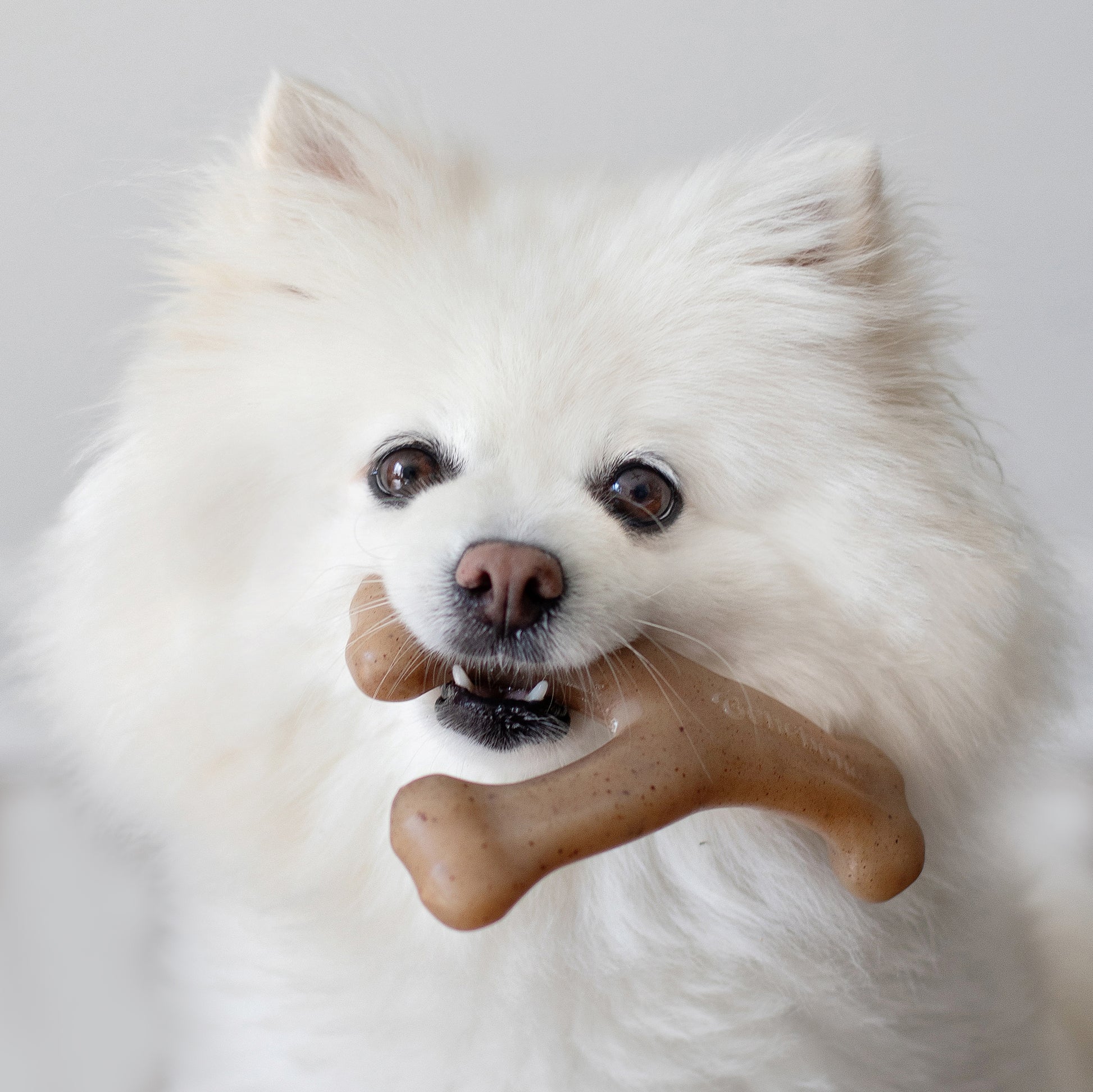 Close up photo of a white fluffy dog with pricked ears holding a Benebone Wishbone in its mouth.