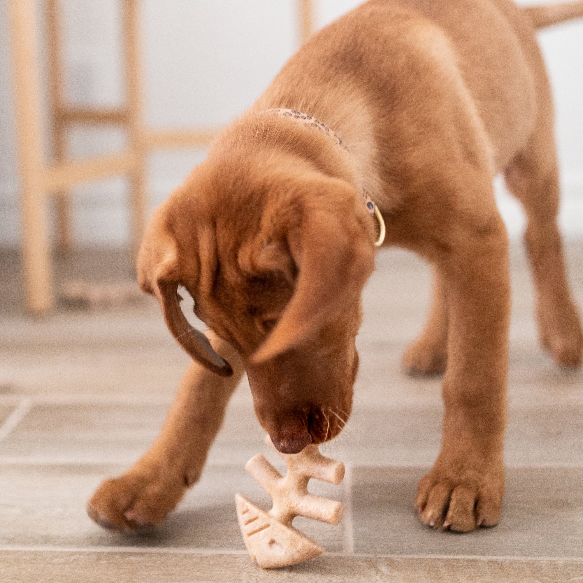 Puppy Fishbone