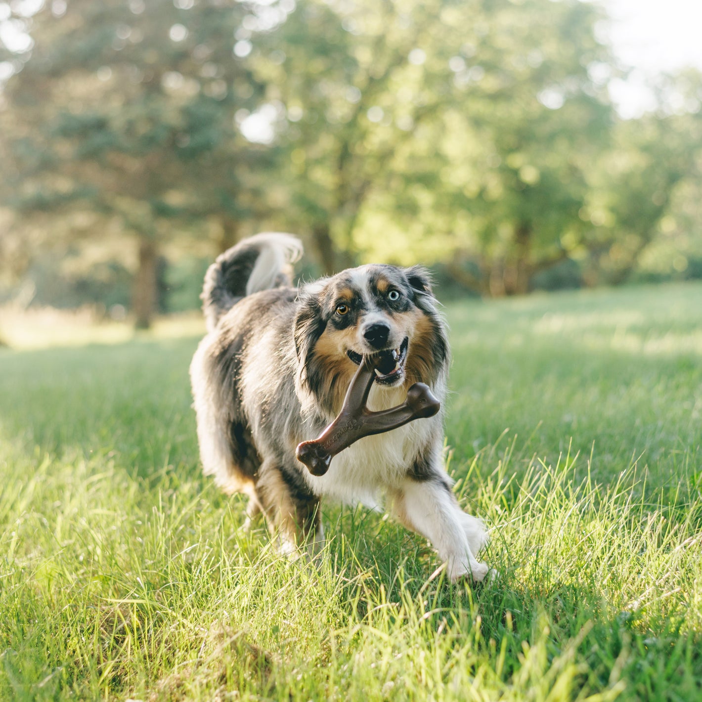 Medium Wishbone Benebone with dog