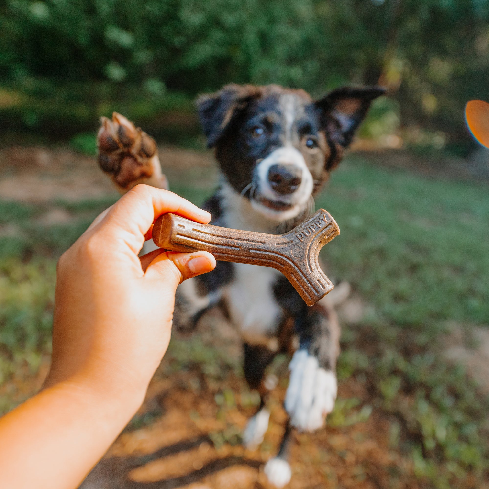 Bone stick clearance for dog