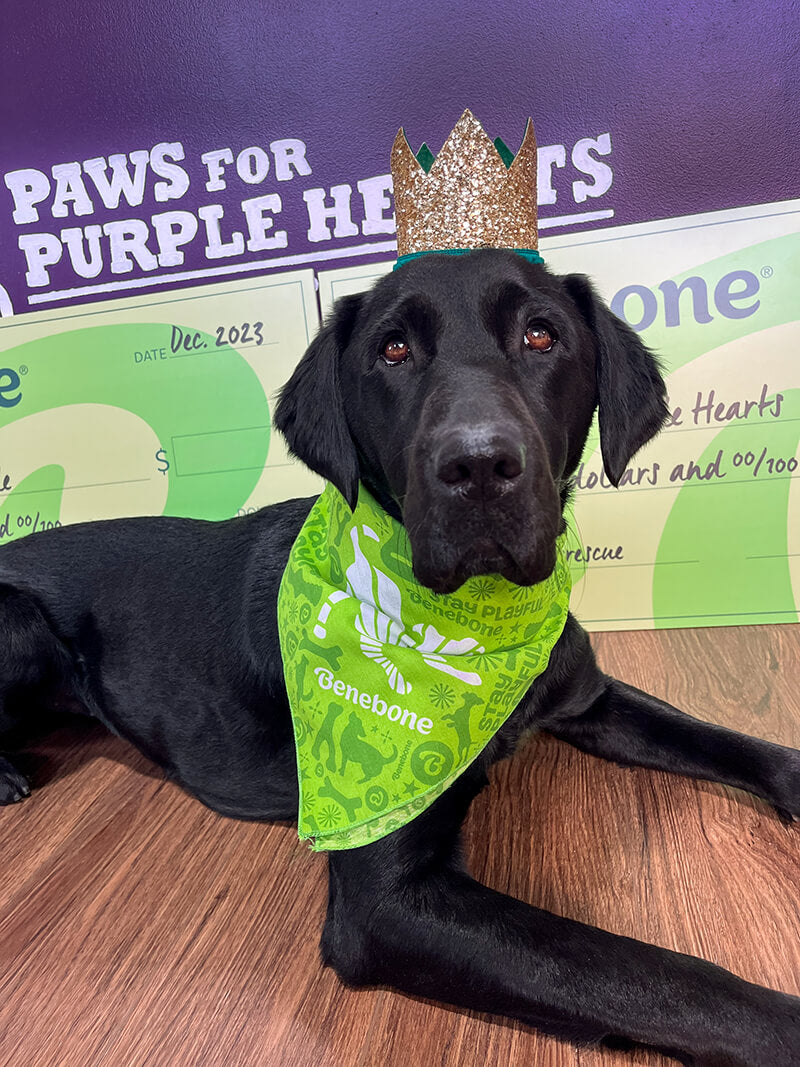 Scotty. Black dog with Benebone handkerchief sitting in front of Benebone check with text Paws for Purple Hearts.