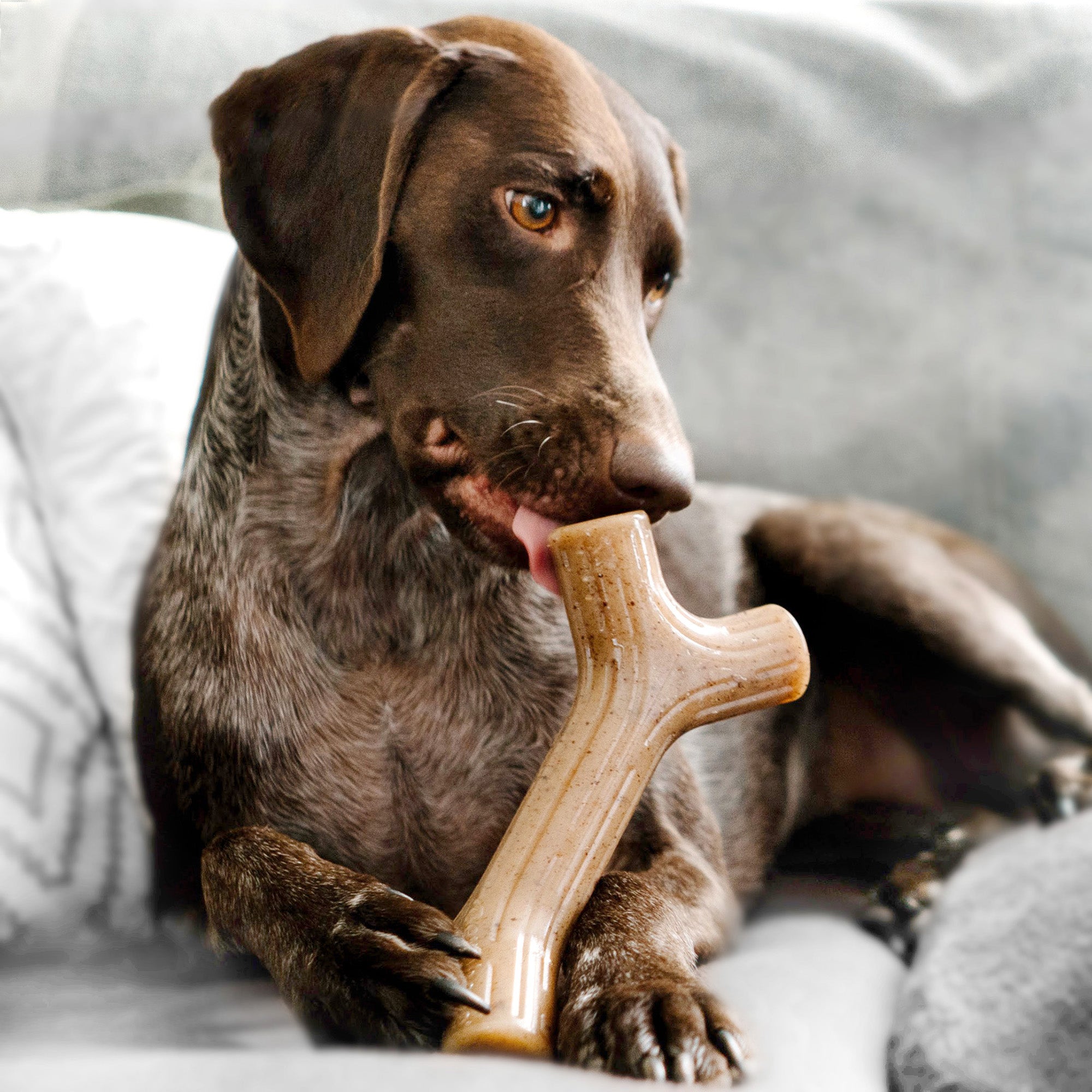 Stick Benebone Durable Dog Chew Toys Made in the USA Benebone Store