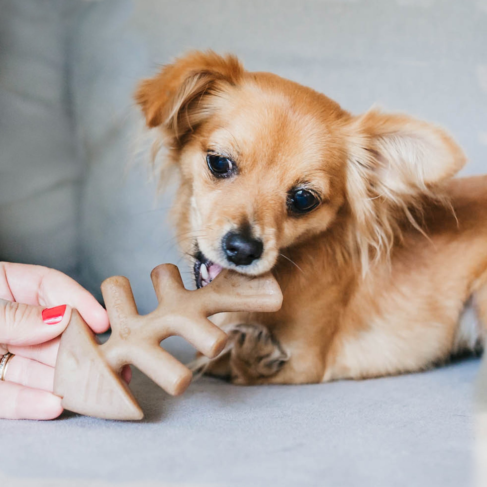 Dog ate fish fashion bone